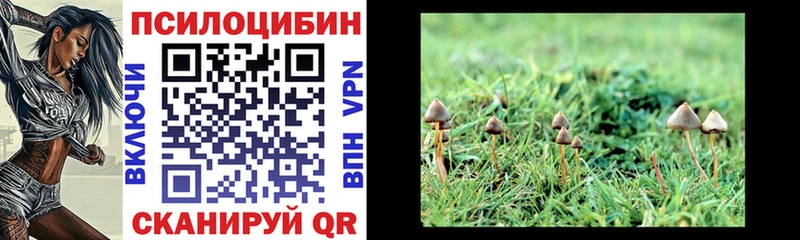 Купить  Углегорск  Галлюциногенные грибы Psilocybine cubensis 